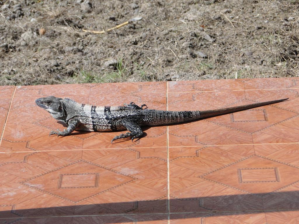 Posada Sunshine Paradise Providencia Island エクステリア 写真