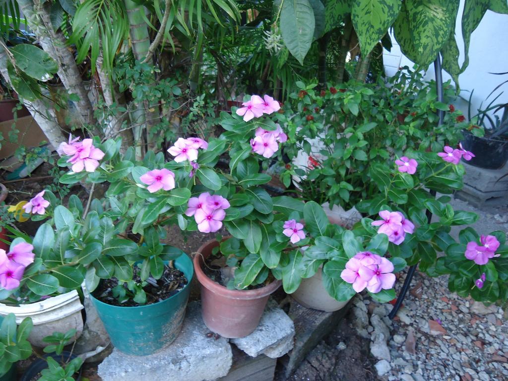 Posada Sunshine Paradise Providencia Island エクステリア 写真