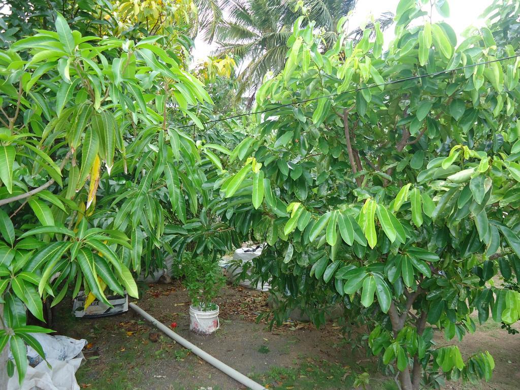 Posada Sunshine Paradise Providencia Island エクステリア 写真