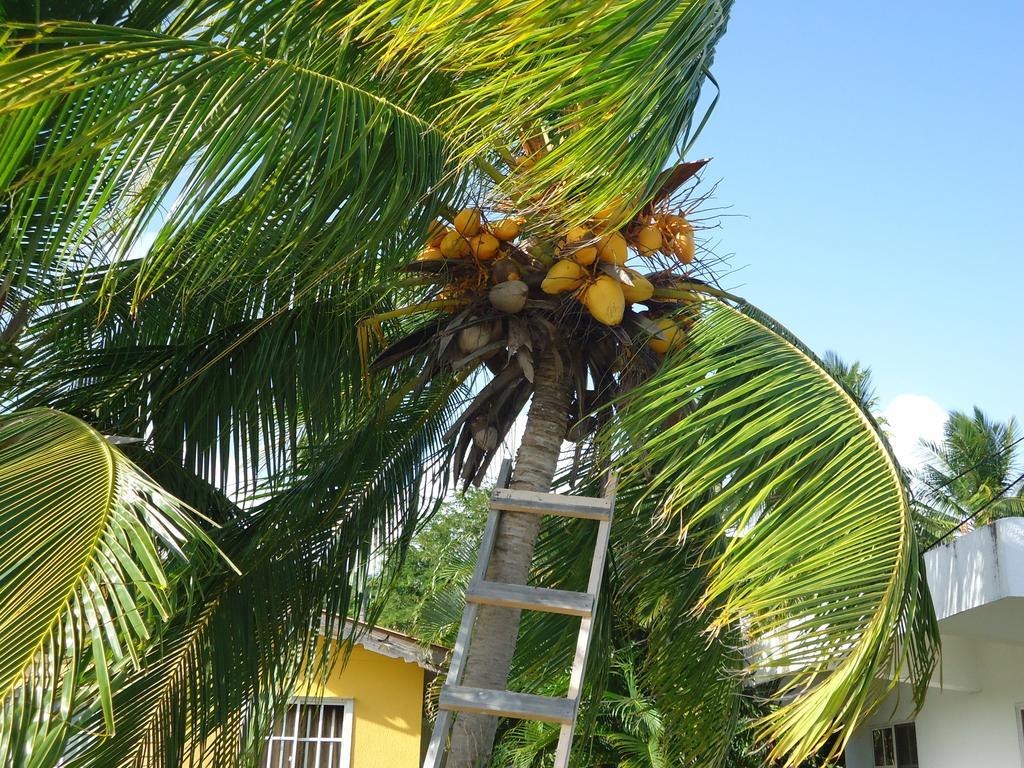 Posada Sunshine Paradise Providencia Island エクステリア 写真