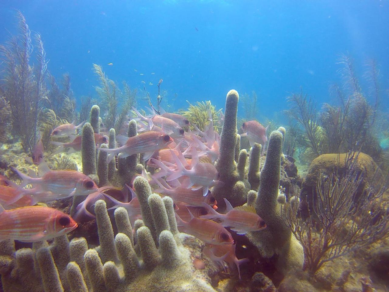 Posada Sunshine Paradise Providencia Island エクステリア 写真